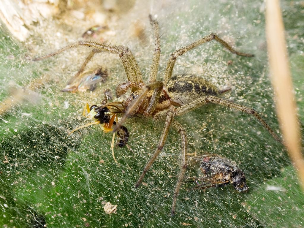 Araneae
